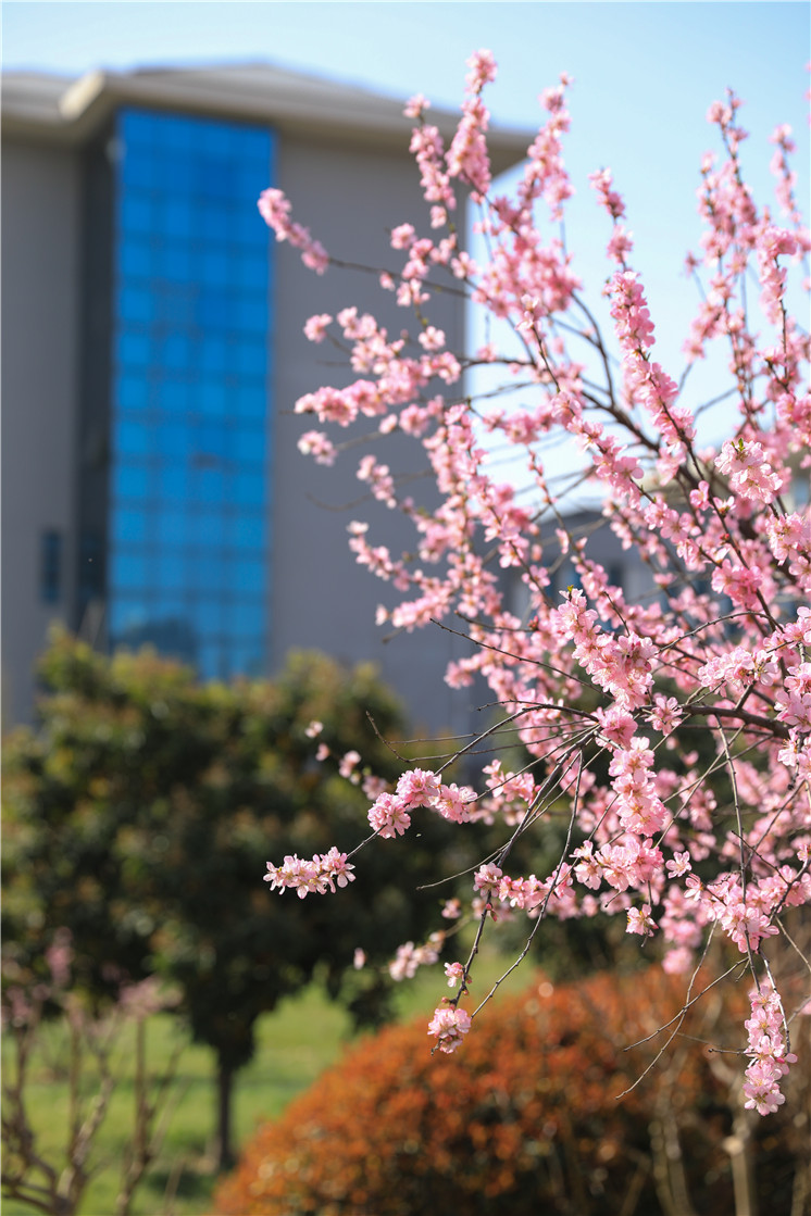 春日里的花儿